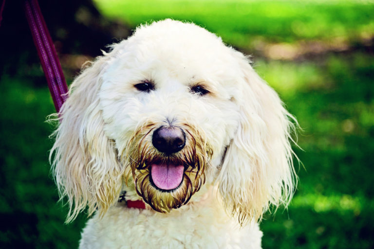 Dog Training Charleston Chucktown Charley