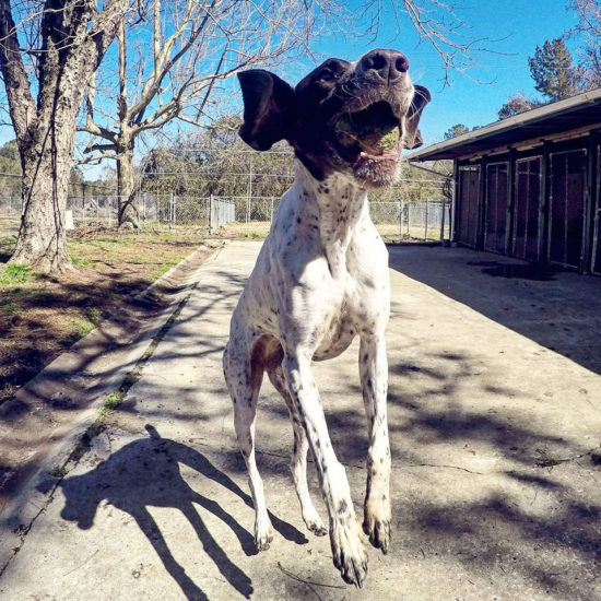 Dog Boarding Charleston Chucktown Charley