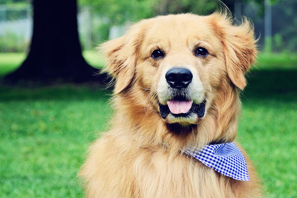 Dog Grooming Charleston - Golden Retriever