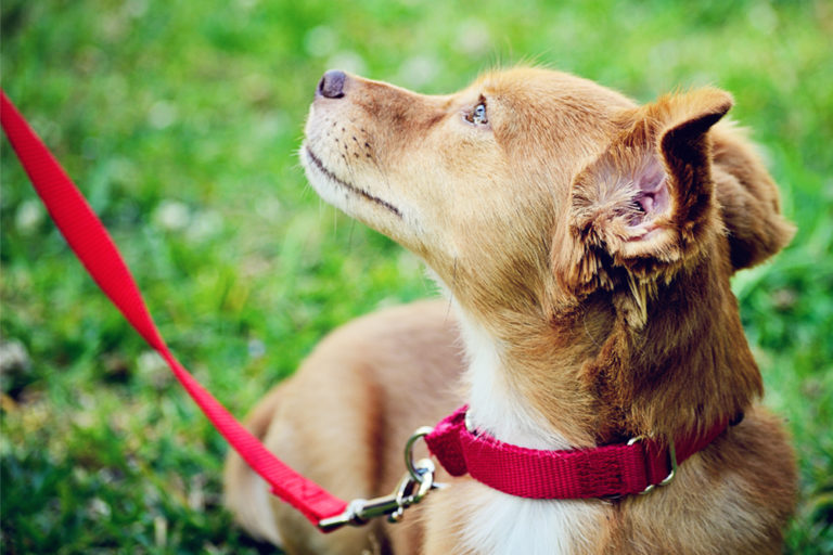 Dog Training Charleston Chucktown Charley