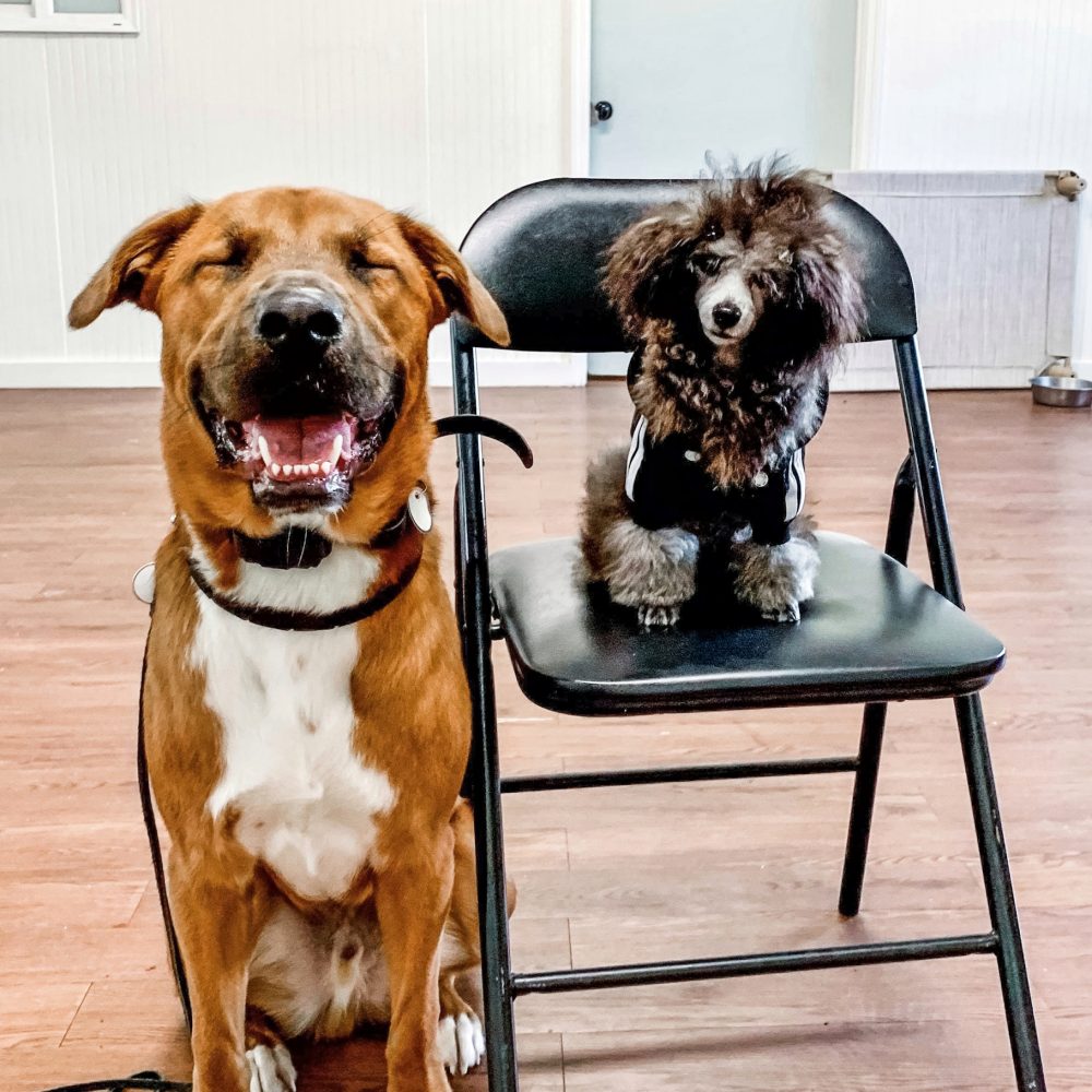 Dog Training Charleston Chucktown Charley