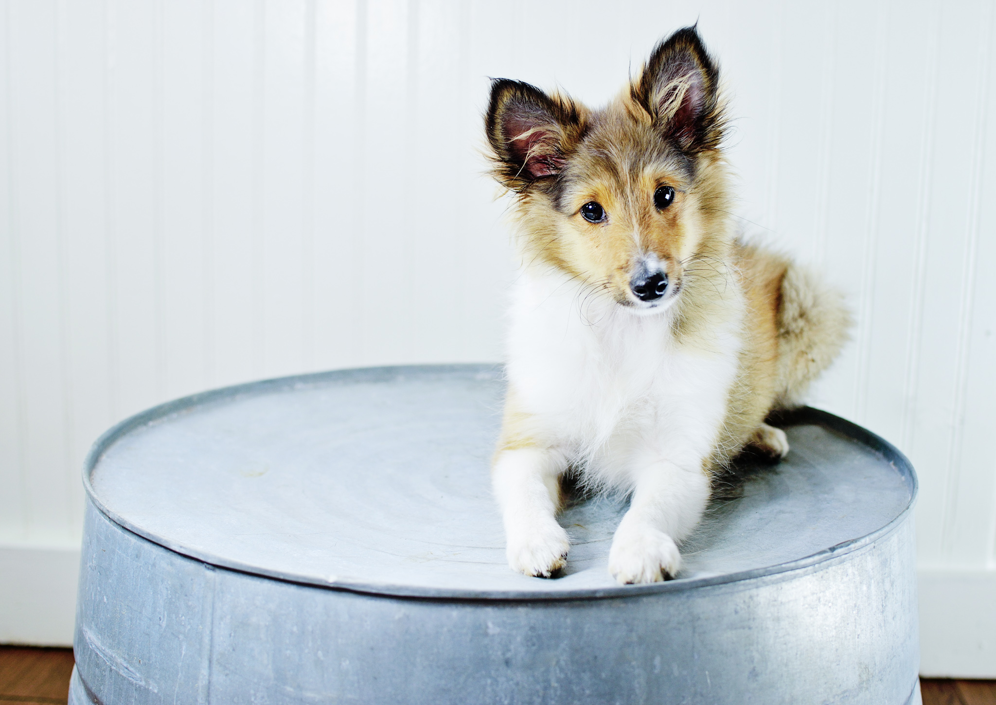 Sheltie Puppy Portrait - Dog Photography
