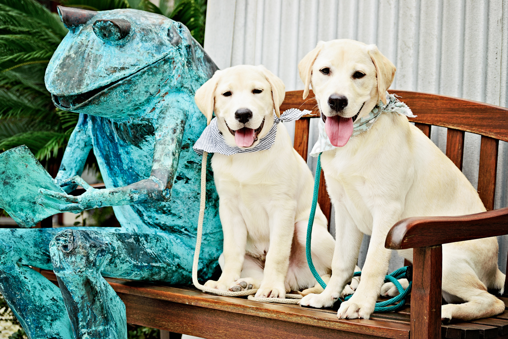 Labrador Puppies on an excursion during their Board and Train Program