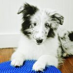 Sheltie Puppy - Balance Enrichment - Puppy Training