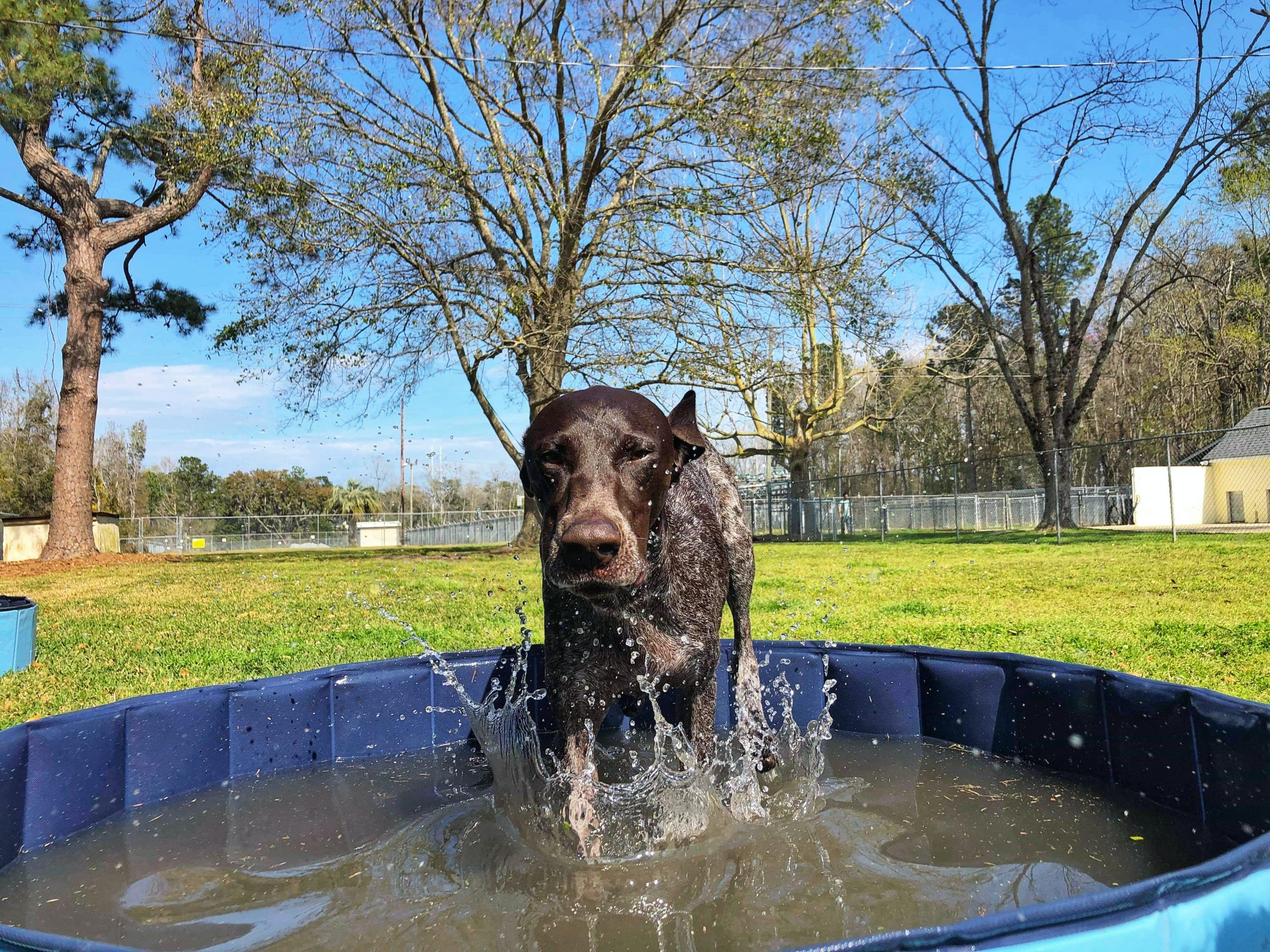 GSP splashing in the pool during daycare