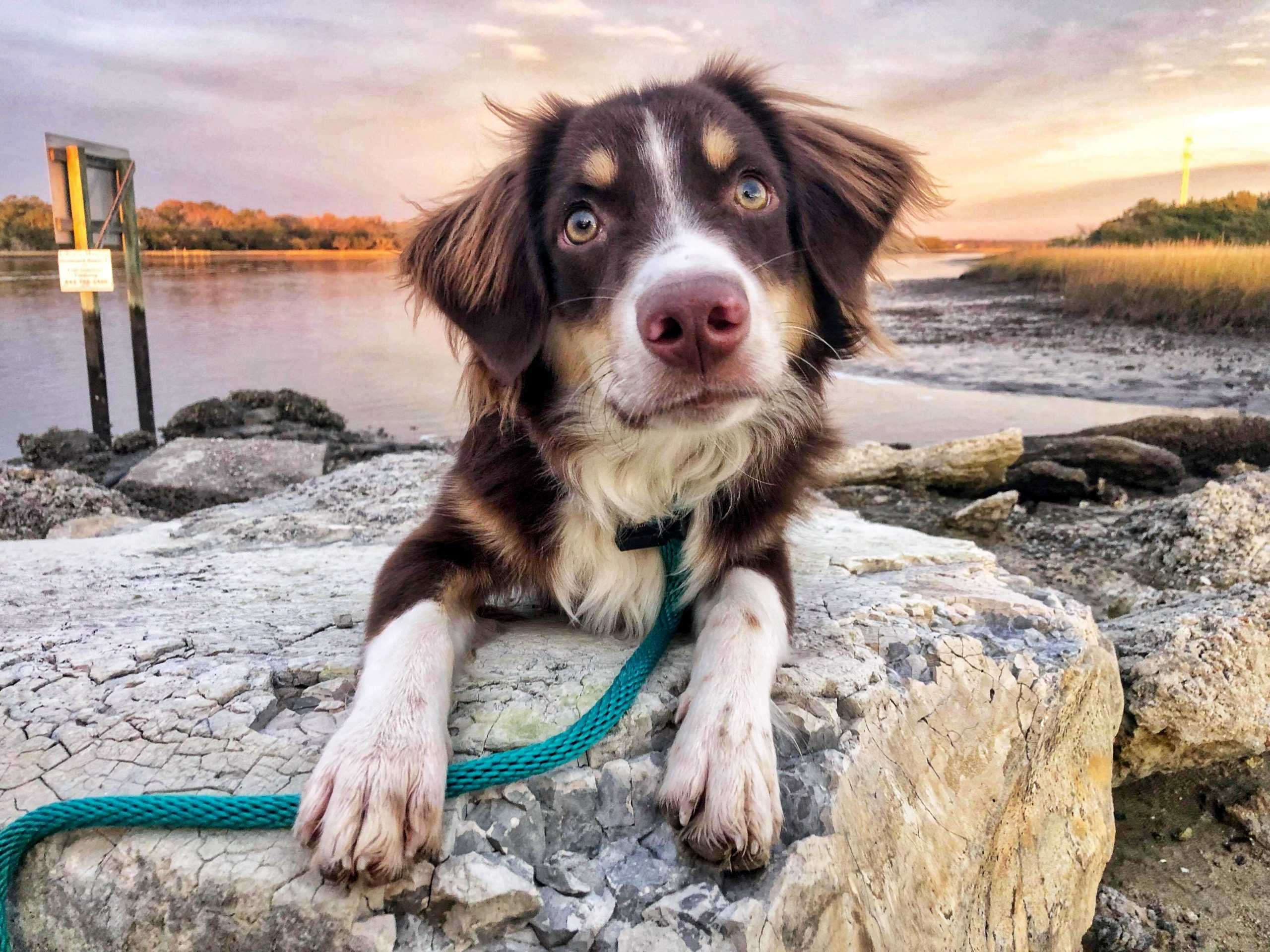 Australian Shepherd on an excursion during his Board and Train program.