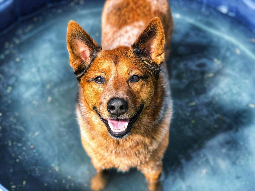 Australian Cattle Dog Having fun in one of our splash pools during daycare.