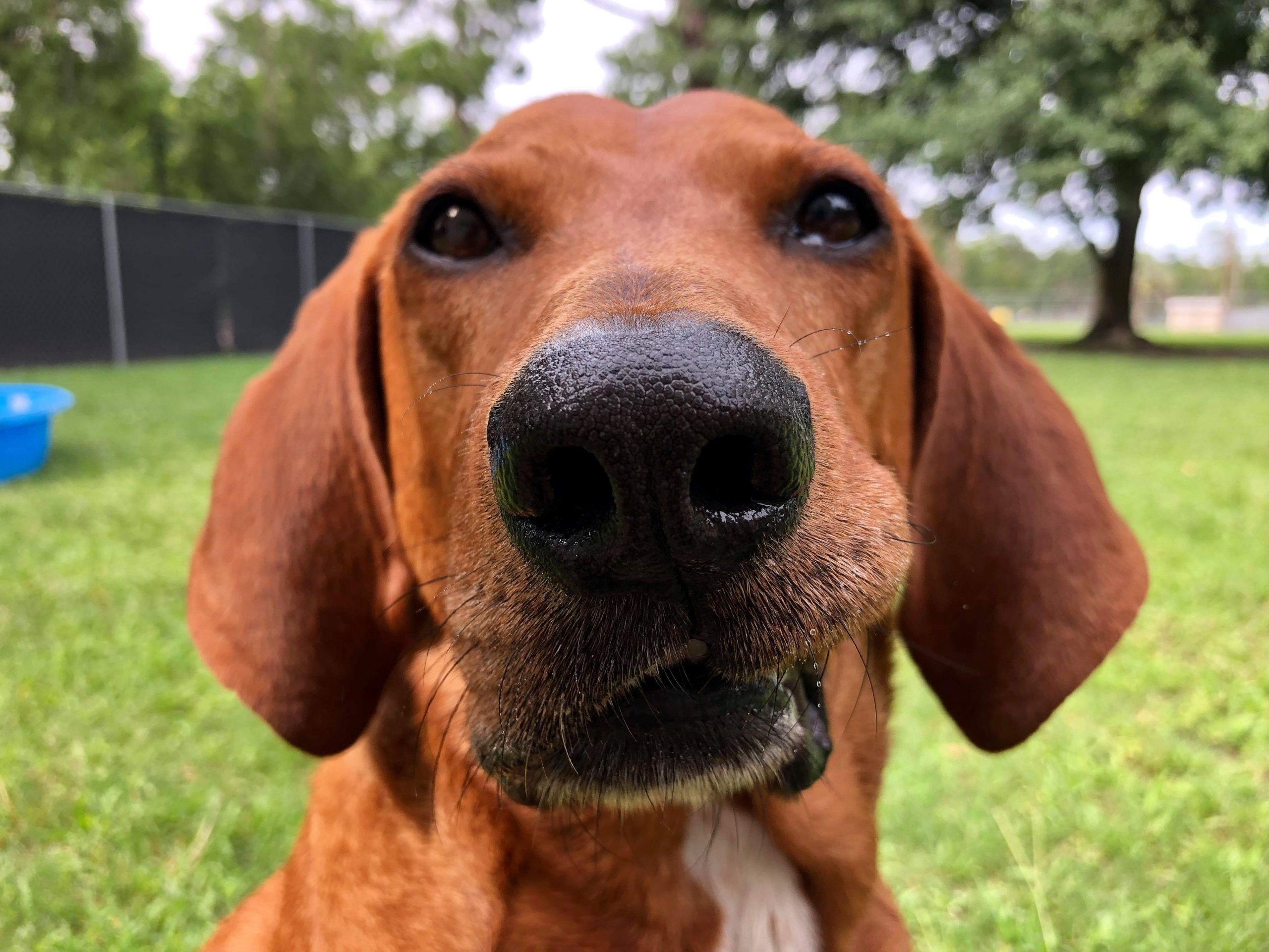 Redbone Coonhound in the Big Yard