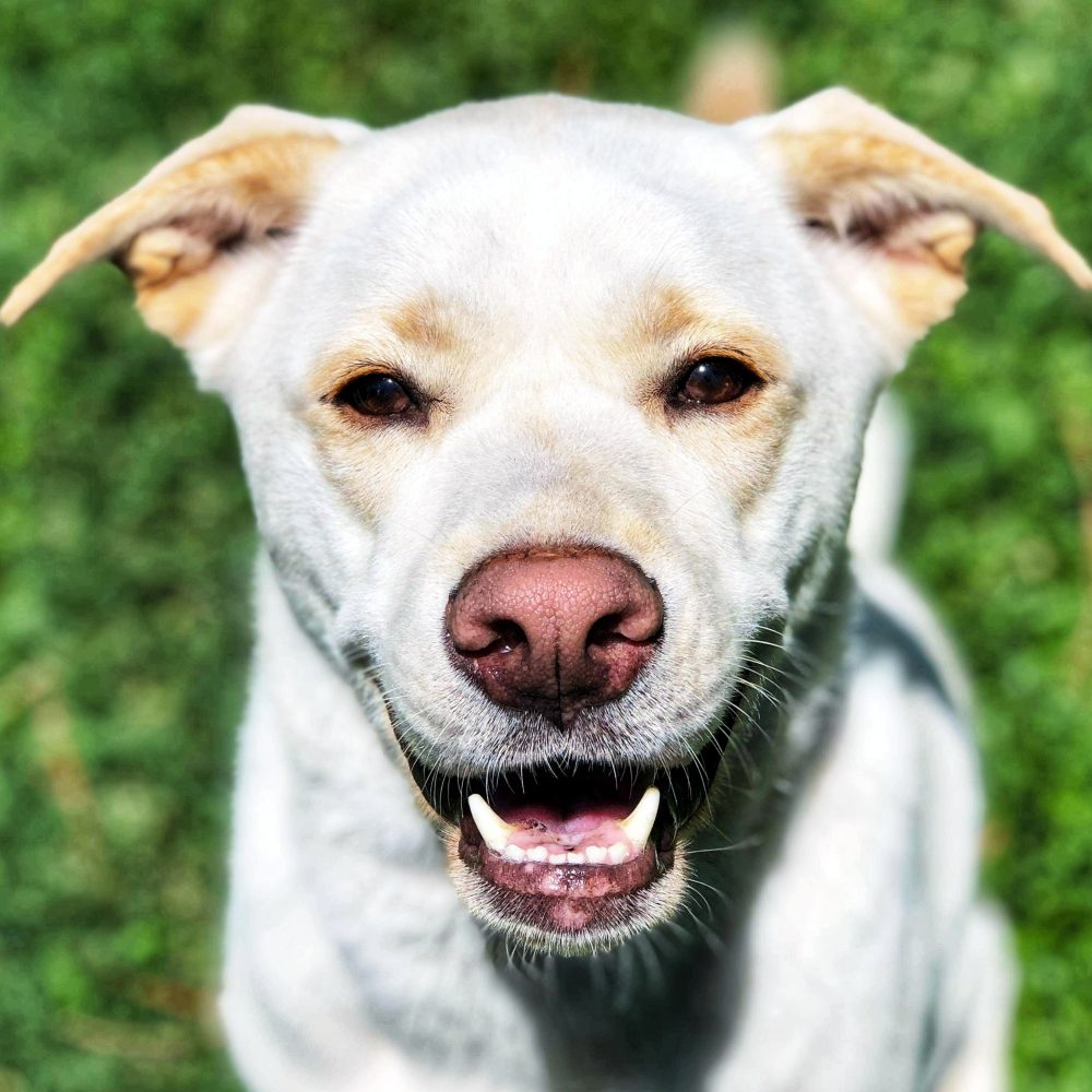 Dog Boarding Charleston Chucktown Charley