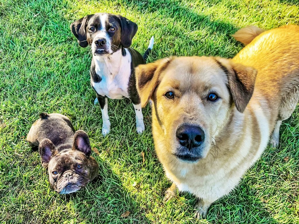 Dog Daycare Charleston Chucktown Charley