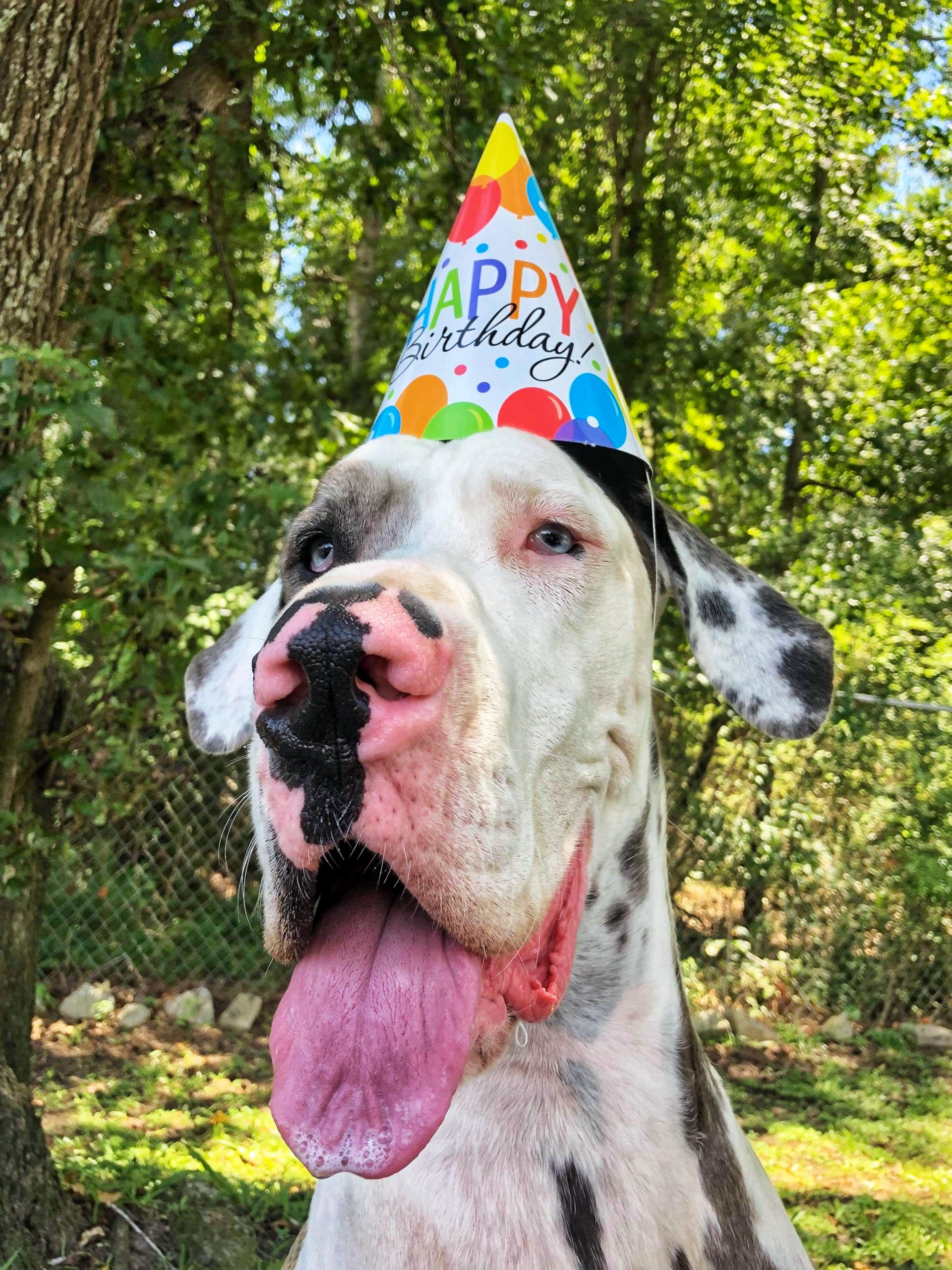 Great Dane celebrating her birthday!