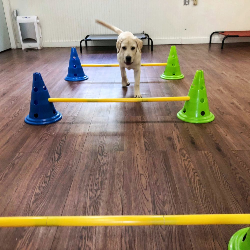 Dog Training Charleston Chucktown Charley