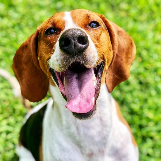 Treeing Walker Coonhound Happy and Having a Great Time!
