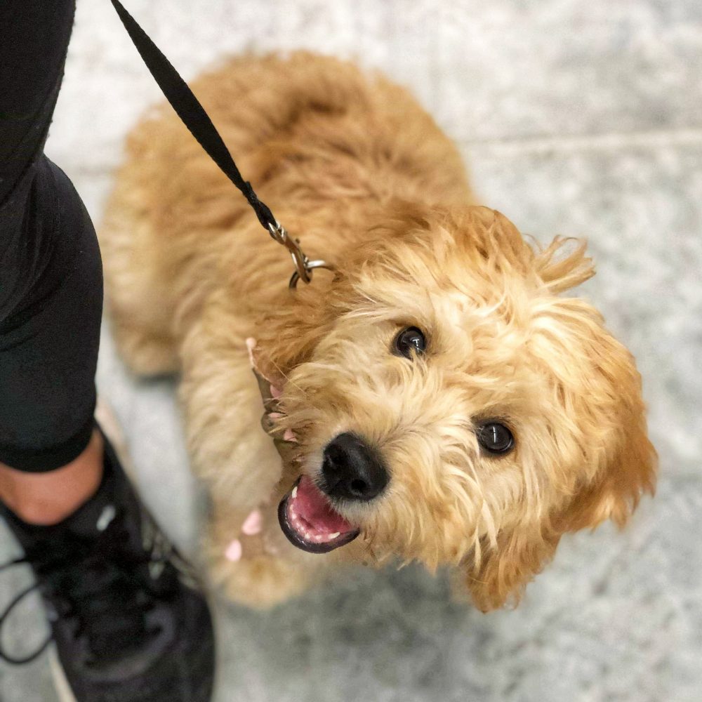 Dog Training Charleston Chucktown Charley