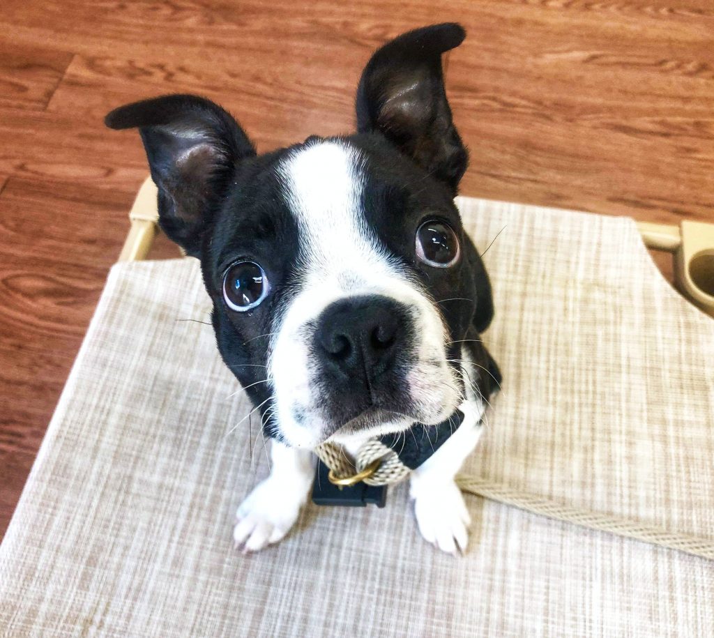 Dog Boarding Charleston Chucktown Charley