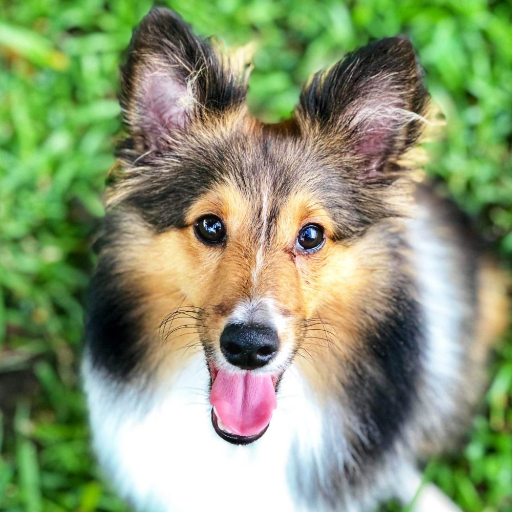 Dog Boarding Charleston Chucktown Charley