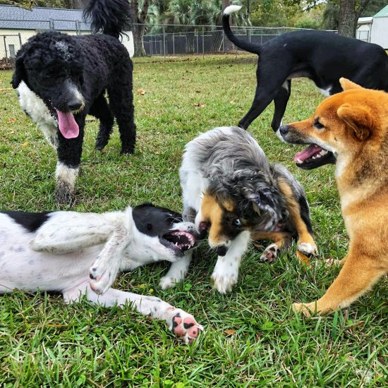 Charleston Dog Daycare - Time to Play!