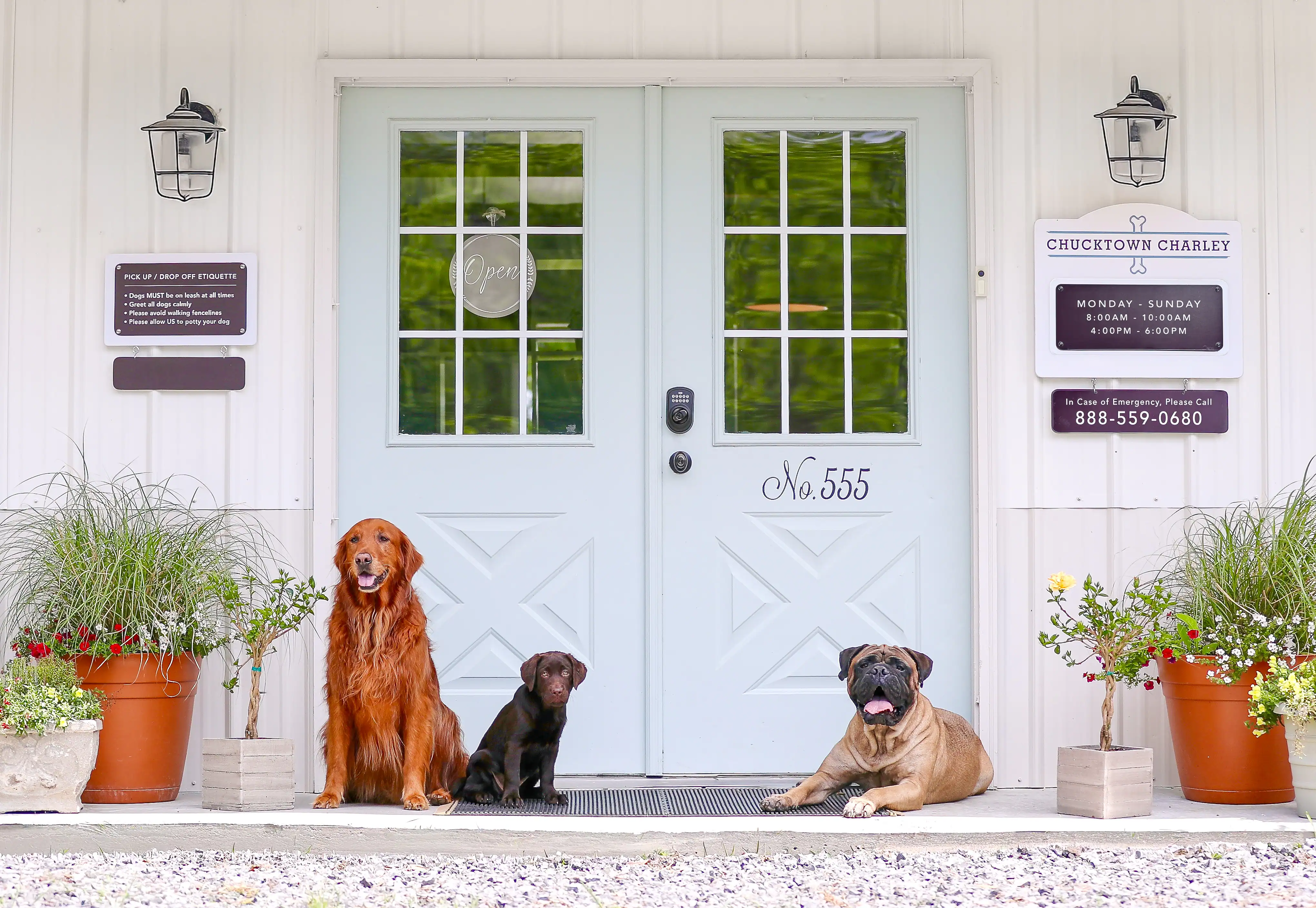 The front porch of Chucktown Charley at 555 Main Road on Johns Island, with a golden retriever, a chocolate Lab puppy, and a bullmastiff waiting at the pale-blue double doors