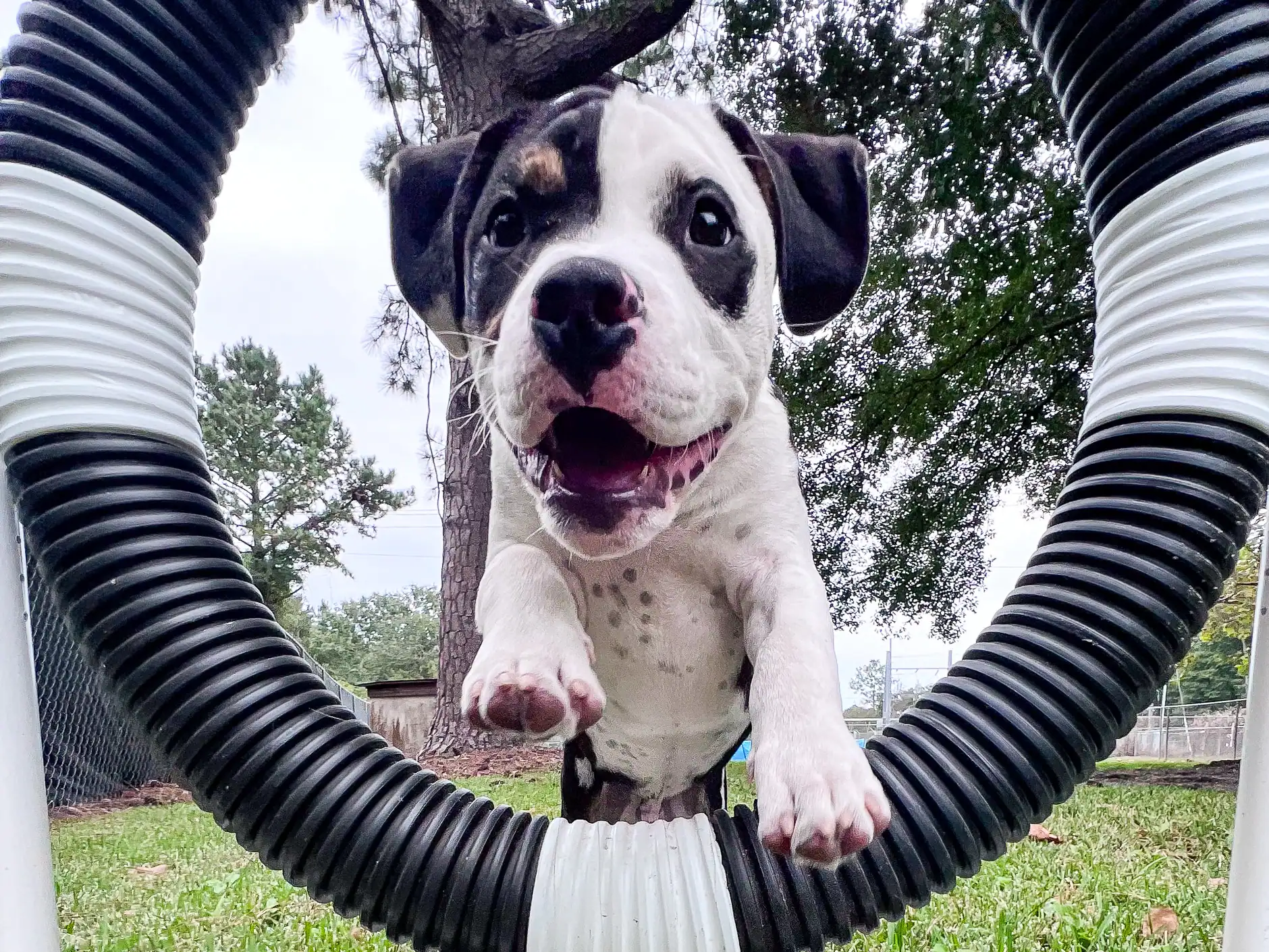 A bulldog mix sailing through the jump hoop in the play yard