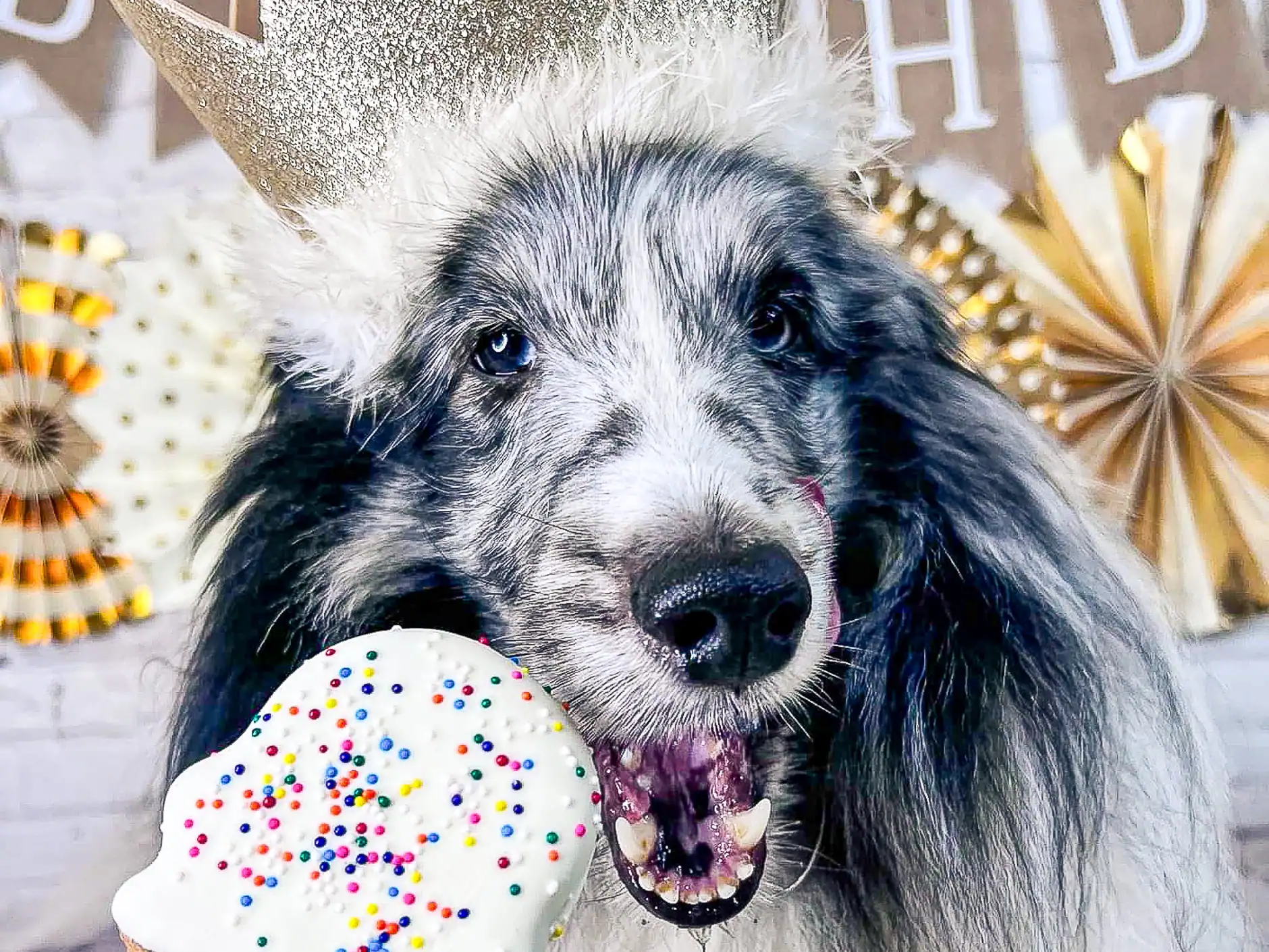 A sheltie in a gold birthday crown enjoying a frosted party cone