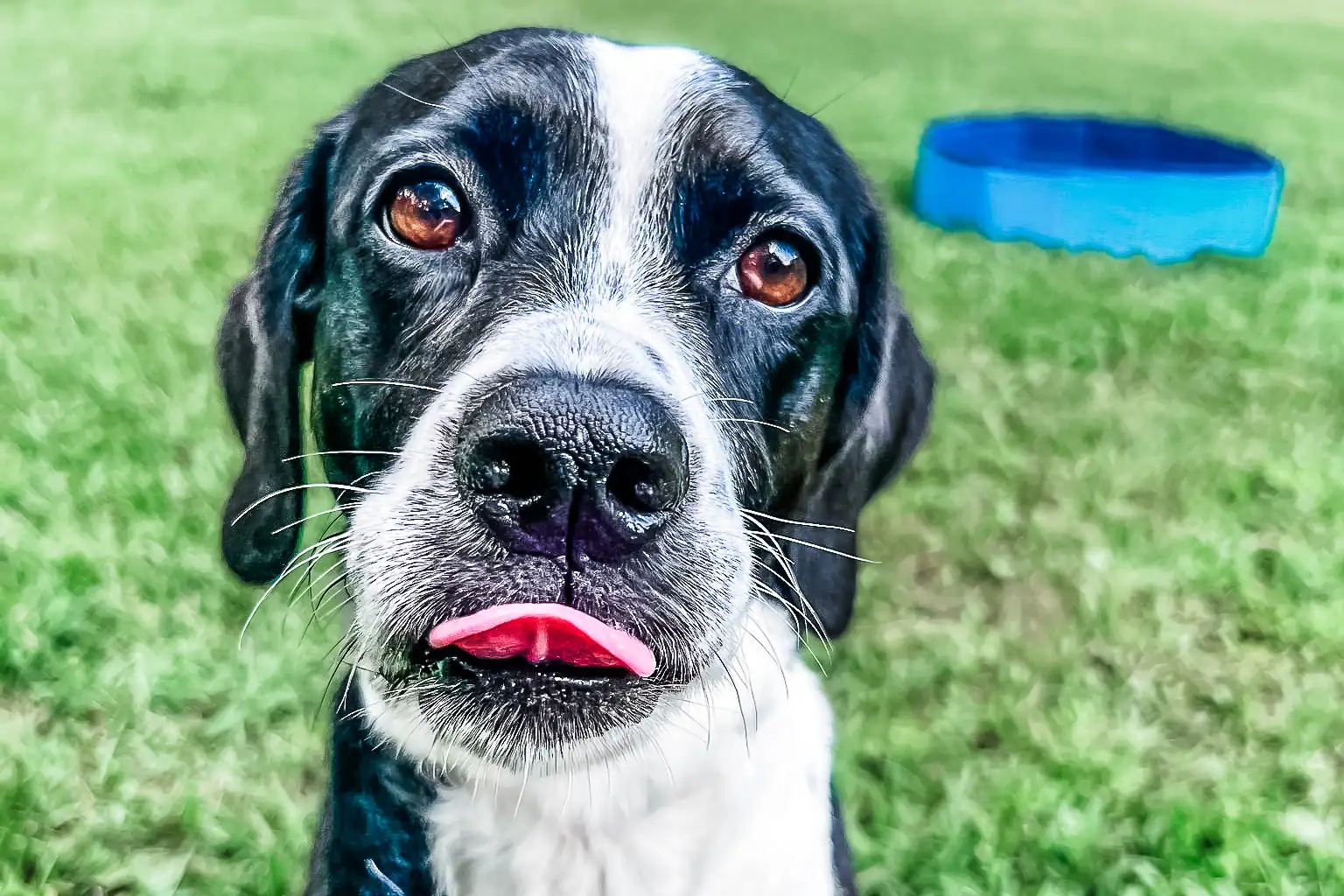 A lodging guest with a tongue out in the grass yards at Chucktown Charley dog boarding on Johns Island, SC