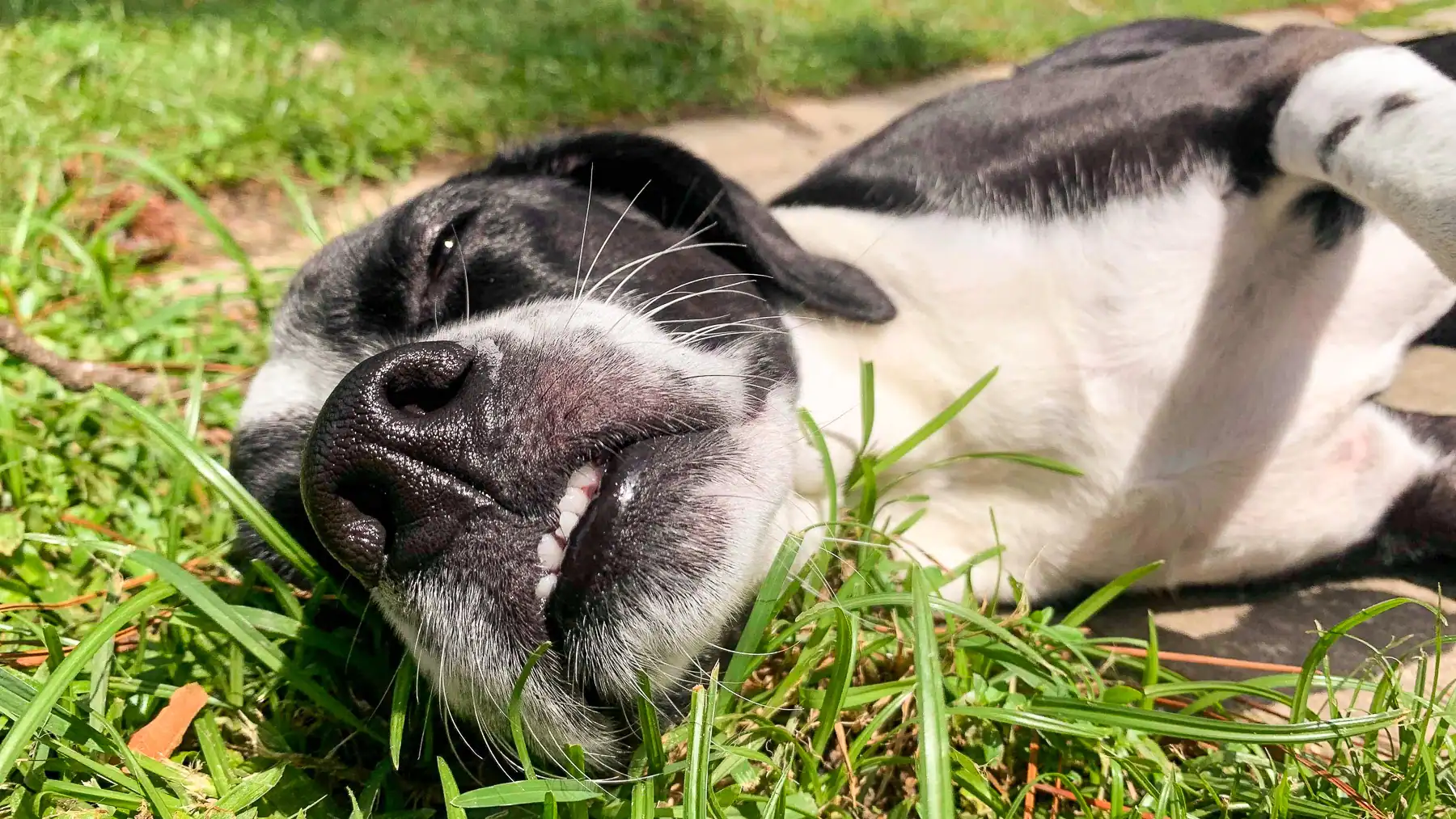 A dog napping peacefully in a sunny spot during an overnight lodging stay at Chucktown Charley on Johns Island
