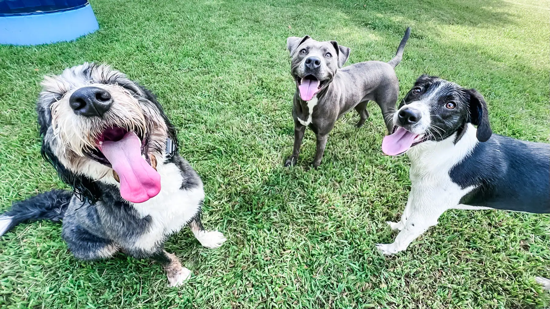 Three happy dogs with tongues out in the grass yard during playcare at Chucktown Charley in Charleston, SC.