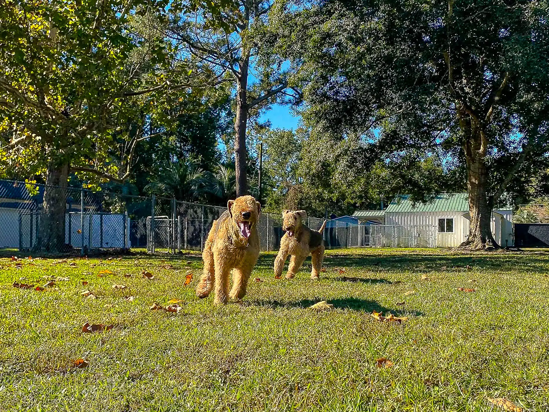 Two dogs running side by side across the open grass yard at the Retreat, shade trees along the fence line