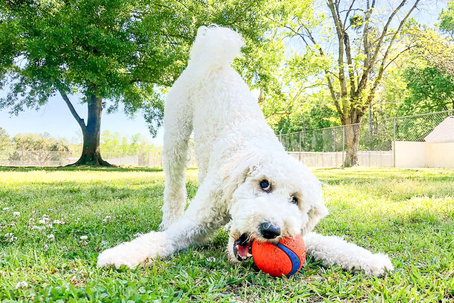 A white Labradoodle in a playful bow with a ball during a playcare day at Chucktown Charley on Johns Island