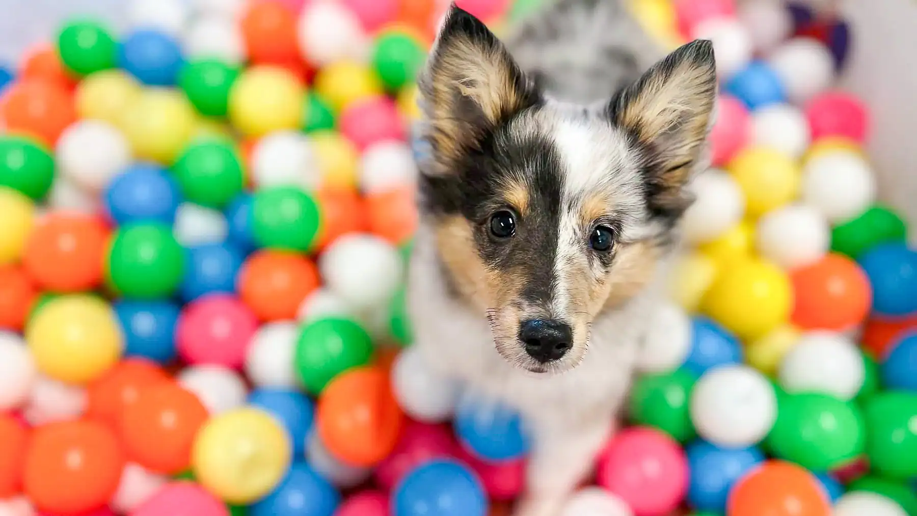 A young Sheltie sitting in a colorful ball pit during enrichment play at Chucktown Charley.
