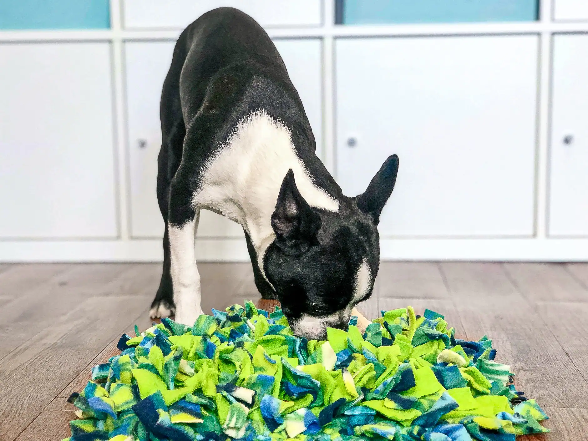 A Boston terrier nose-deep in a snuffle mat, working out where the treats are hiding