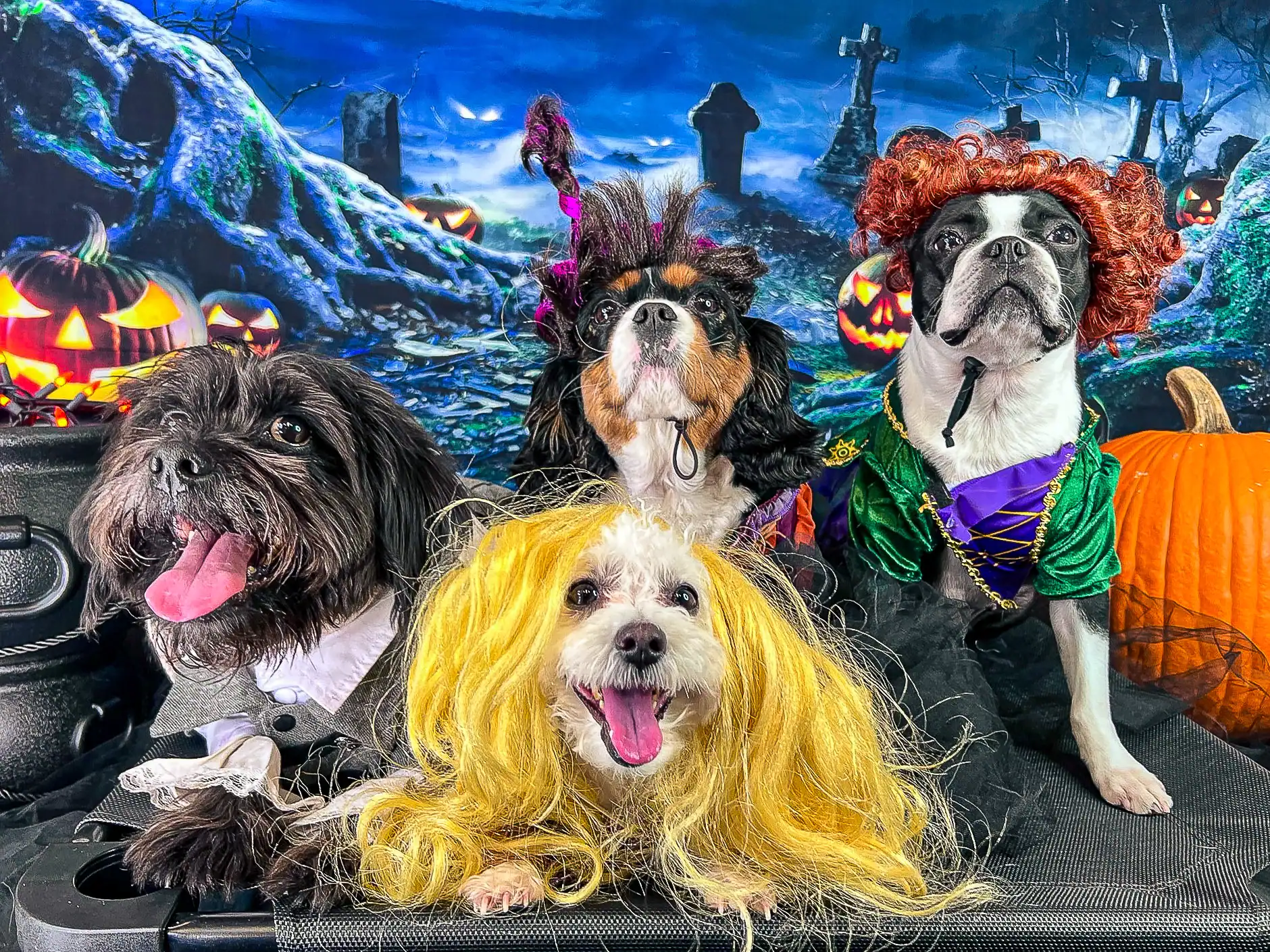Four small dogs in Halloween costumes and wigs posing together on party photo day