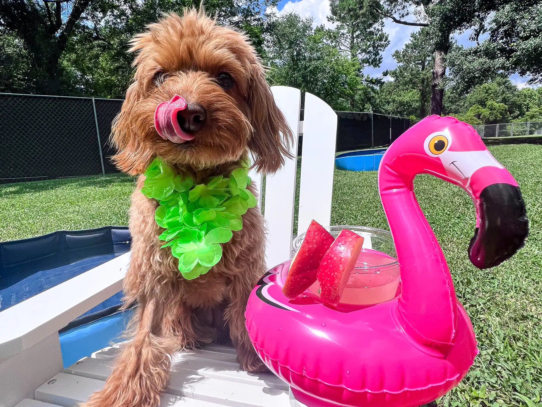A goldendoodle in a green lei lounging on a party chair beside a flamingo float