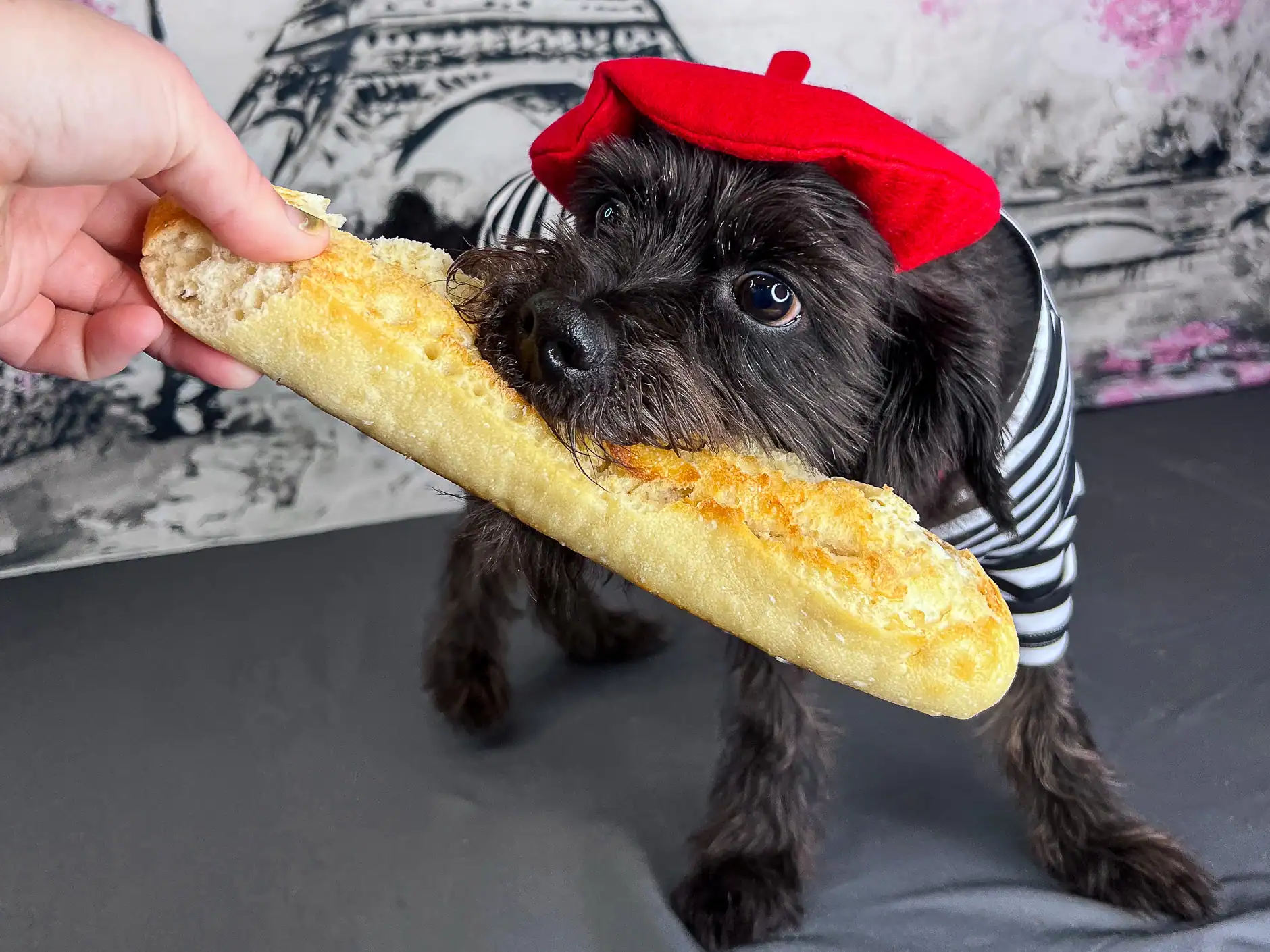 A small black dog in a red beret posing with a baguette on Paris photo day