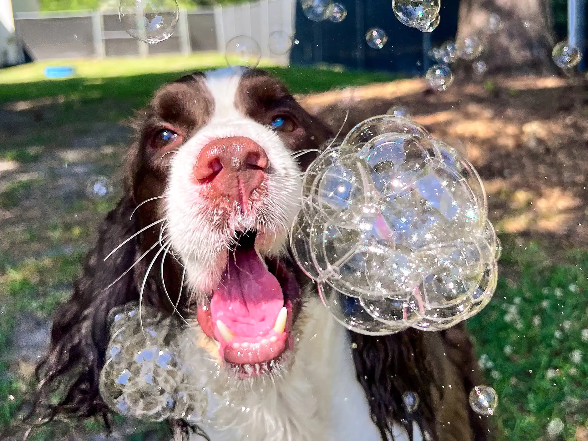 A springer spaniel snapping at a cloud of bubbles on a party day