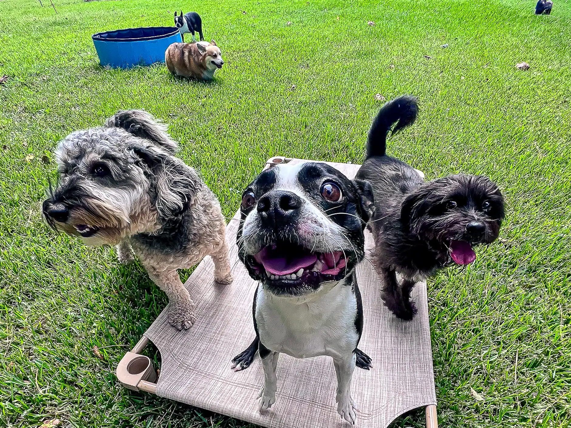 A small group of dogs gathered on a cot in the play yard, looking up together