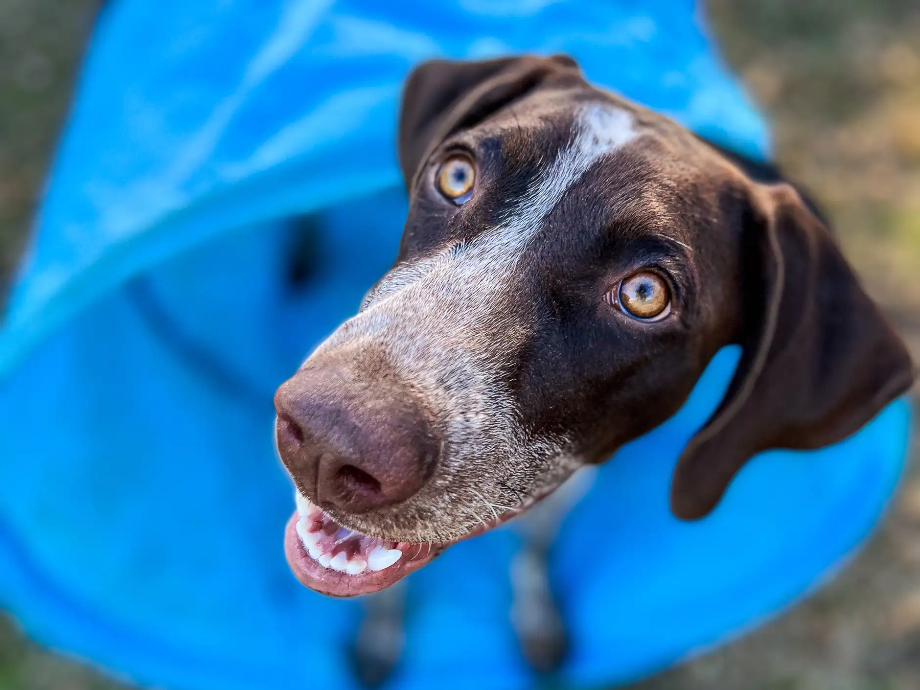 A delighted dog peeking out of the bright blue play tunnel