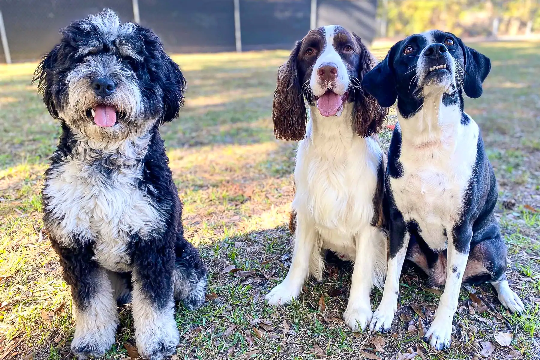 A group of dogs sitting together in the grass play yard at Chucktown Charley on Johns Island.