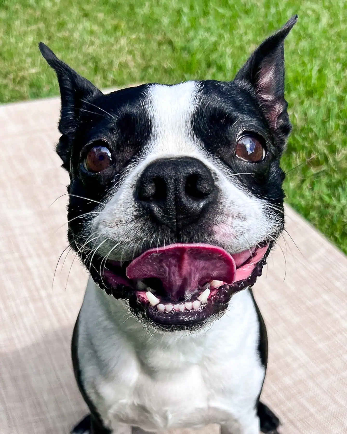 A grinning Boston Terrier at Chucktown Charley, the kind of happy photo update owners get through the Pupparazzi package.