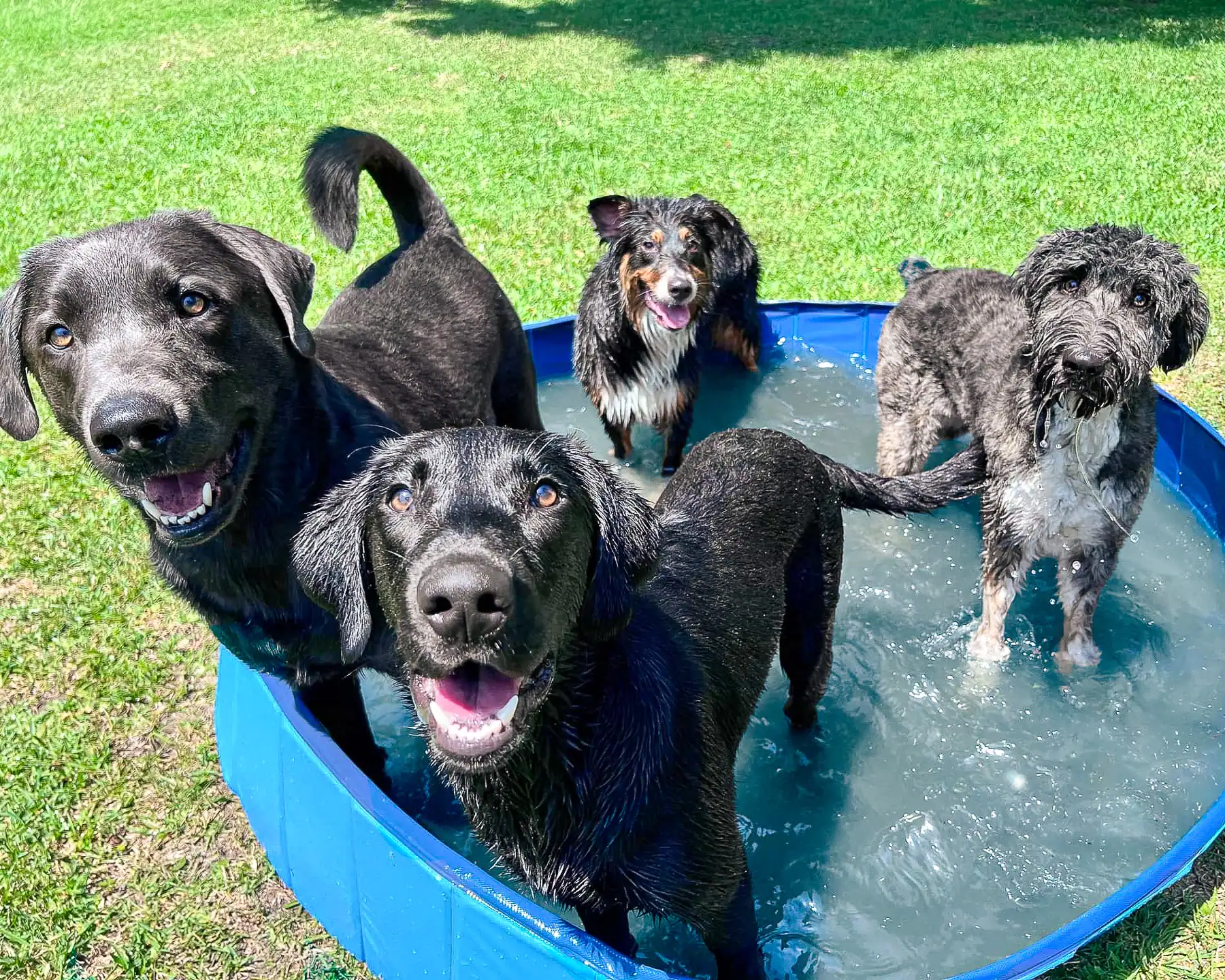 A small group of wet, happy dogs standing together in a pool on a playcare day at Chucktown Charley on Johns Island.