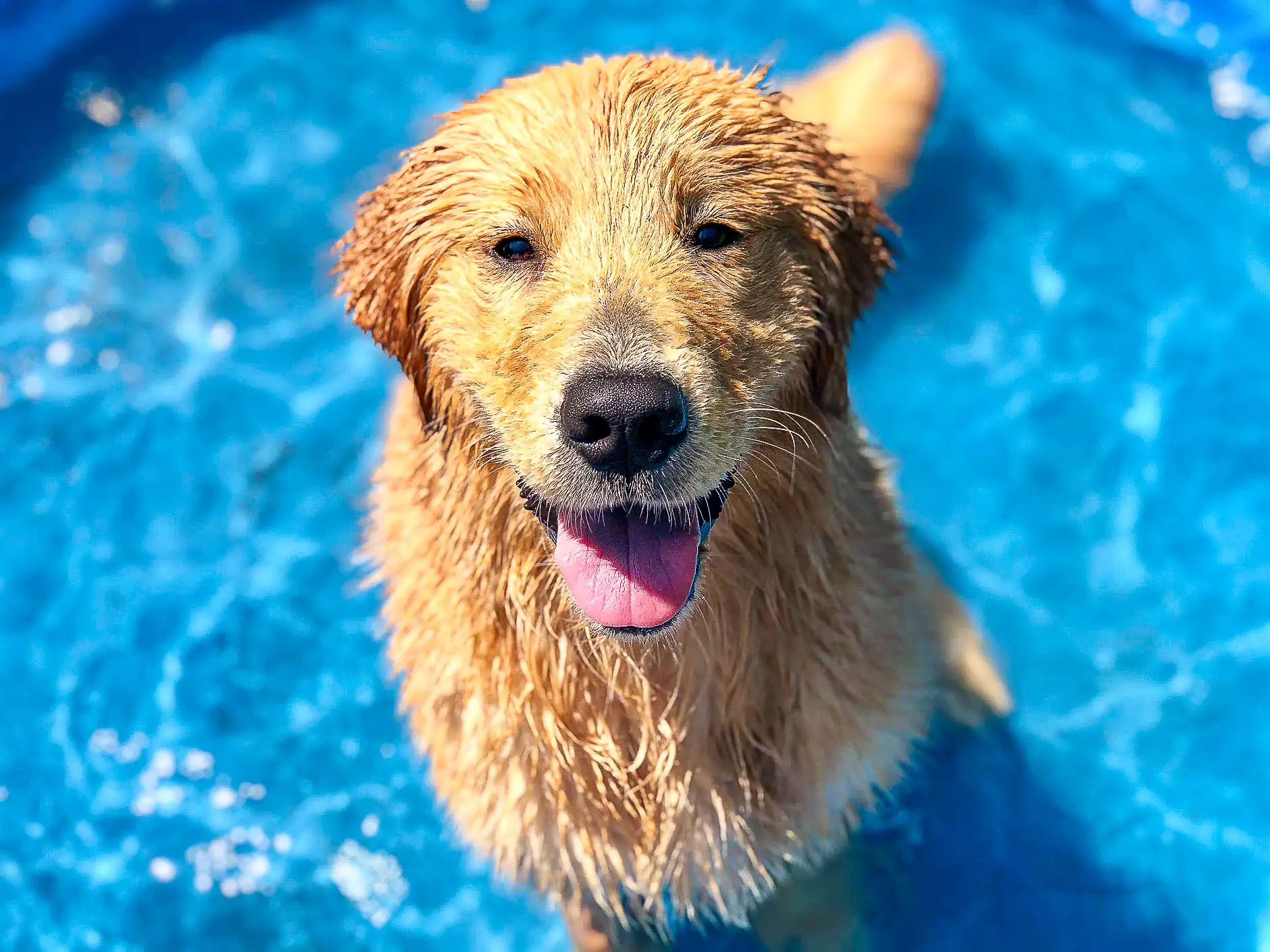 A soaked golden retriever grinning up from the bright blue pool at a Retreat pool party
