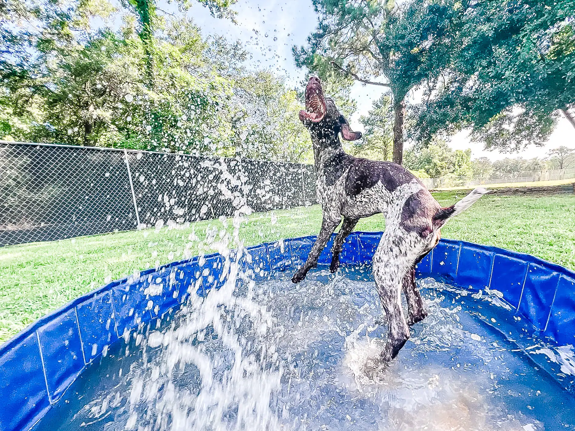 A pointer mid-leap in the splash pool on a summer party day