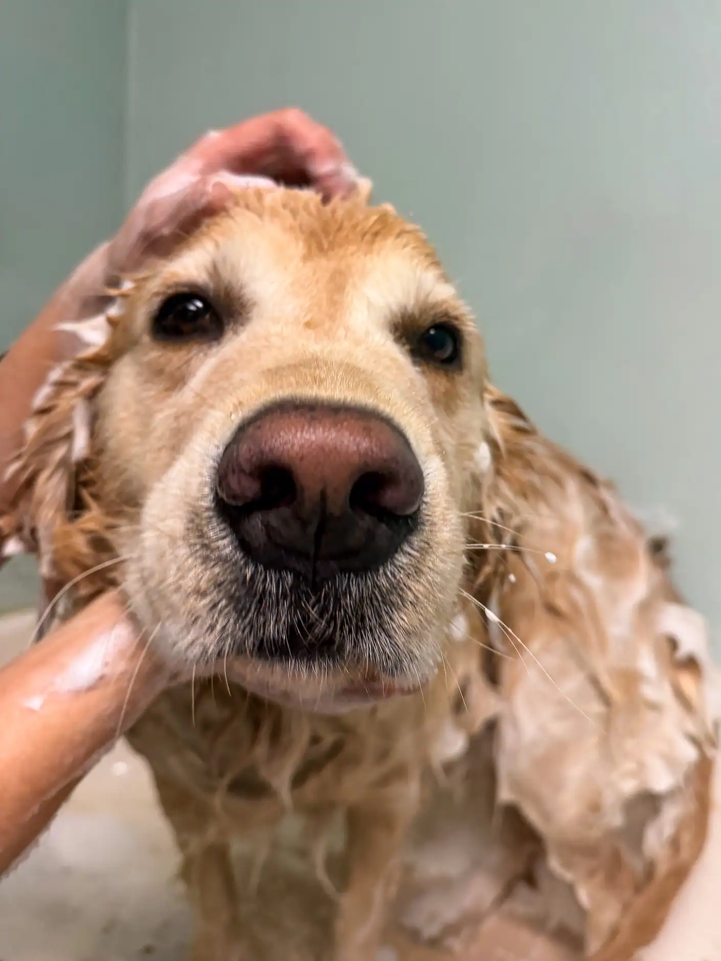 A golden retriever getting a gentle sudsy shampoo in the spa