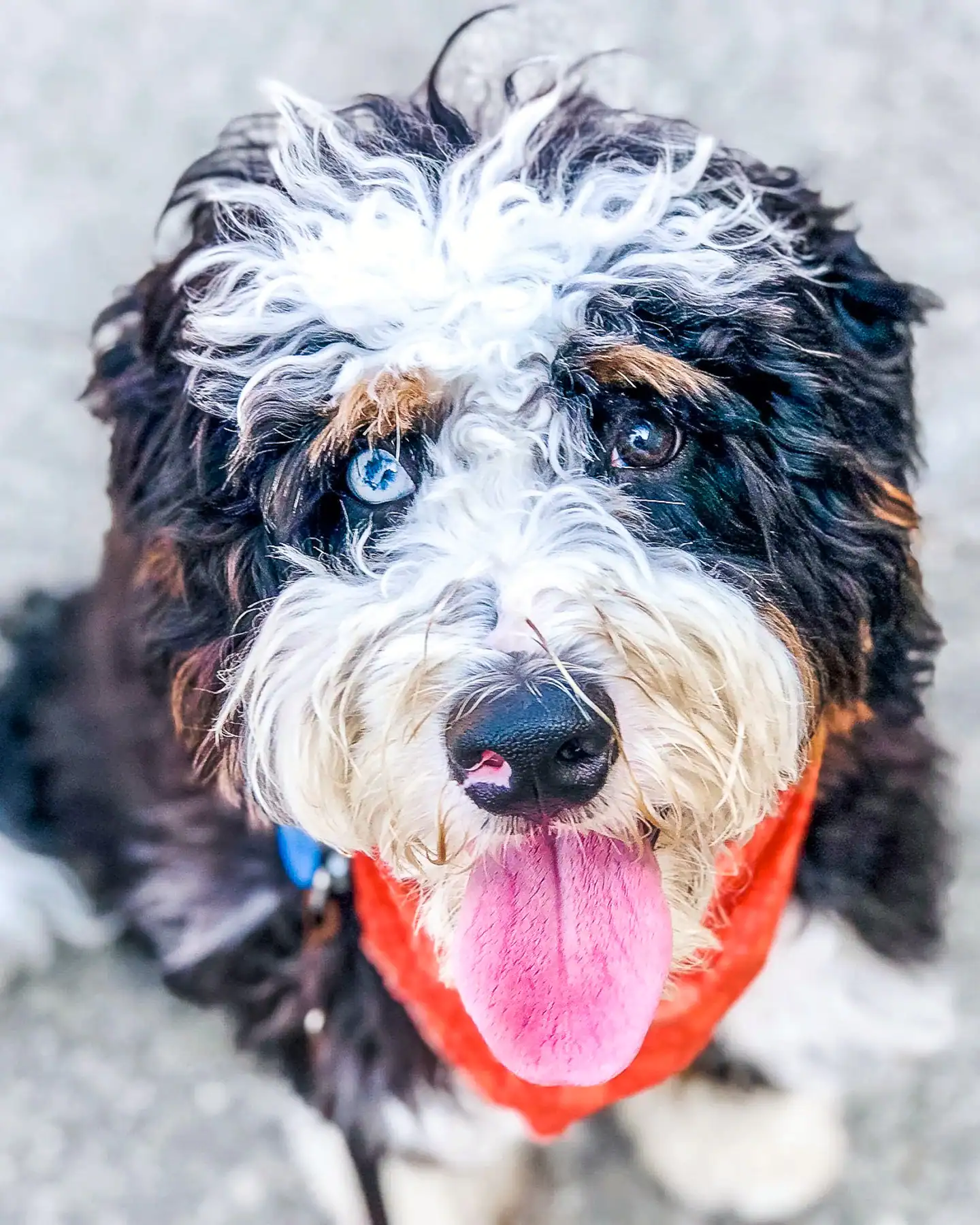 A freshly bathed Bernedoodle in a red bandana after a Go Home Fresh spa visit at Chucktown Charley on Johns Island