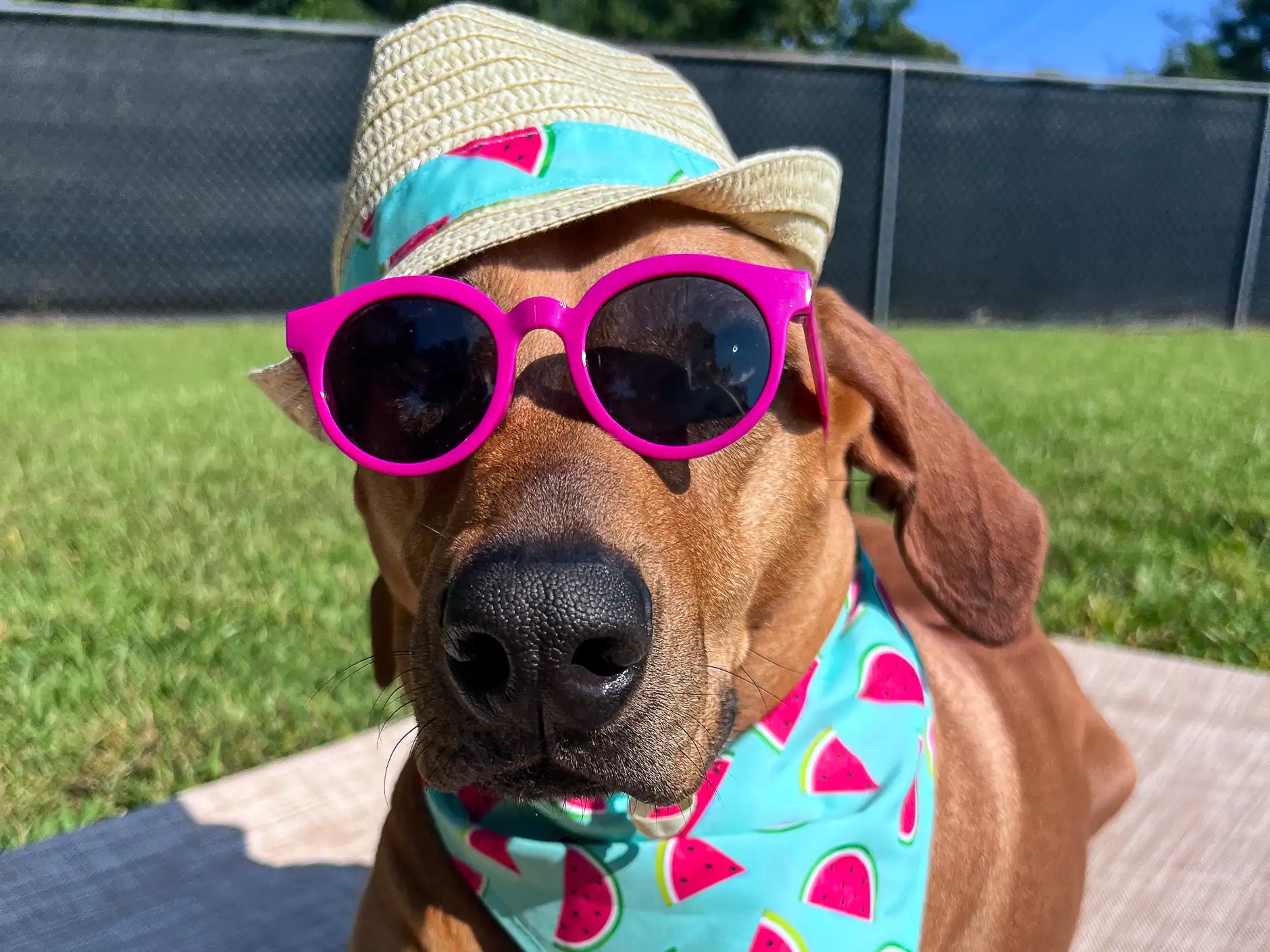 A hound in a straw fedora and watermelon bandana lounging in the summer sun