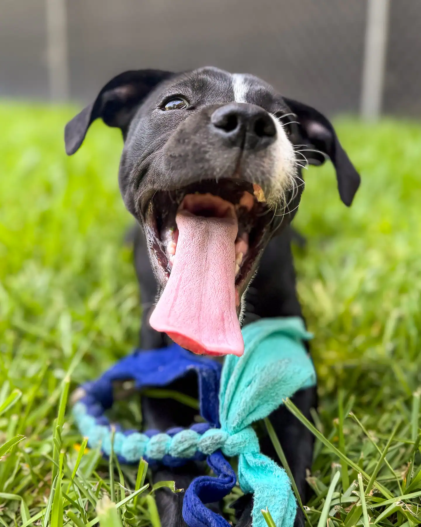 A happy dog stretched out in the grass with a favorite tug toy during a playcare day at Chucktown Charley on Johns Island