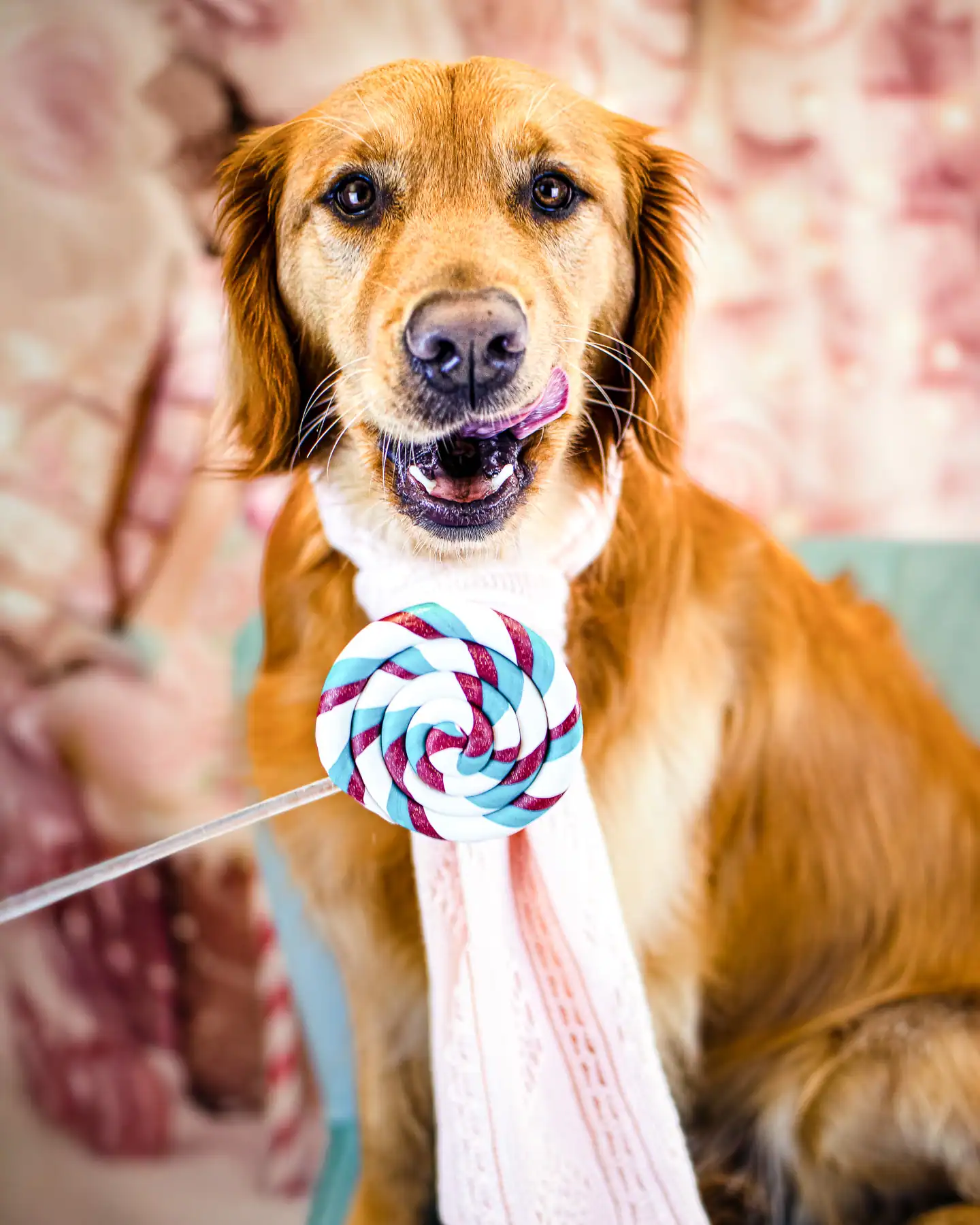 A Golden Retriever posing with a lollipop prop and a pink scarf during a holiday photo shoot at Chucktown Charley on Johns Island