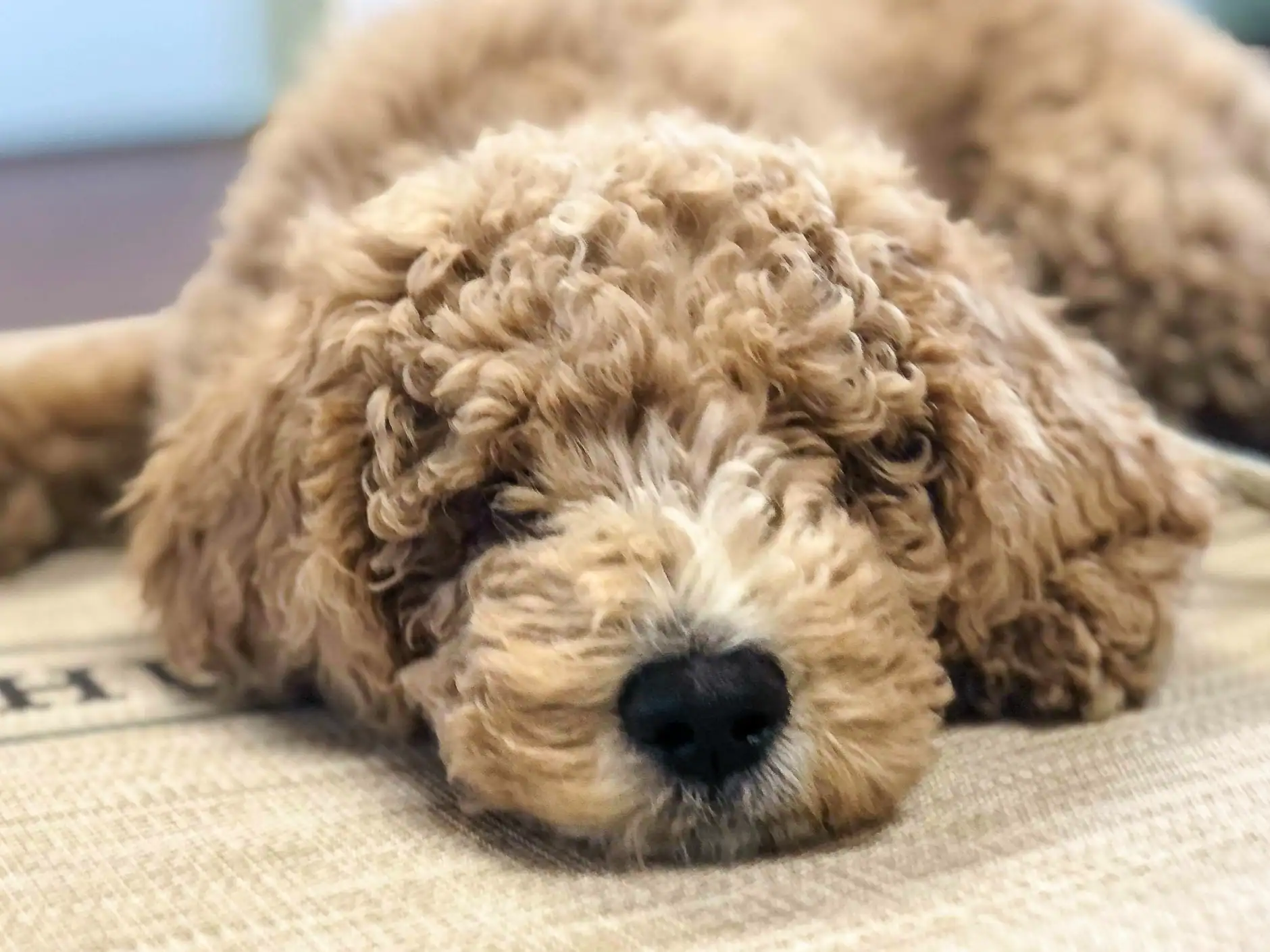 A doodle puppy fast asleep, face melted into soft bedding at the Retreat