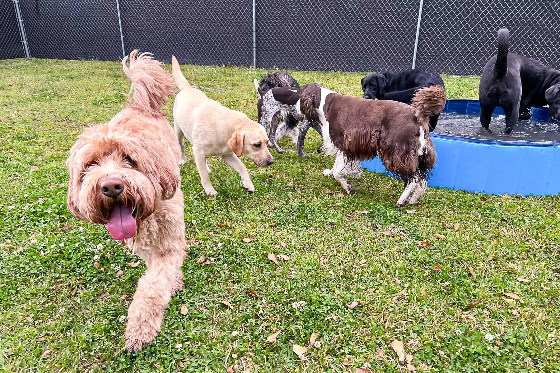 A small group of lodging guests playing together in the yard and pool at Chucktown Charley.
