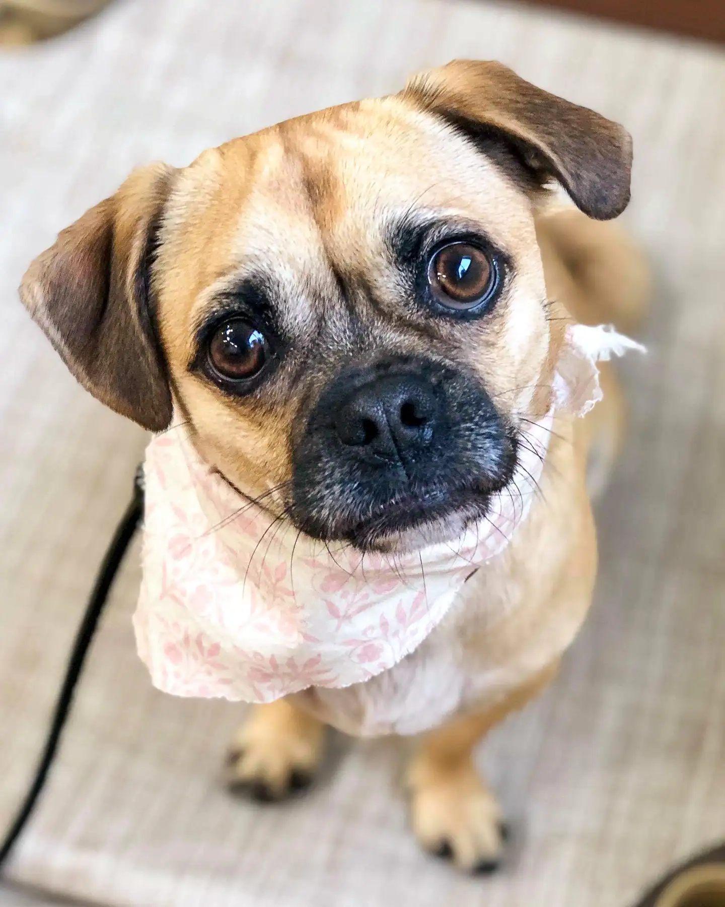 A pug in a pink bandana sitting and looking up attentively at her trainer during a lesson at Chucktown Charley on Johns Island